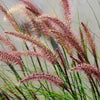 Pennisetum 'Red Head' - Bakker