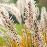 Pennisetum 'Fairy Tails' - Nouvelles plantes d'extérieur