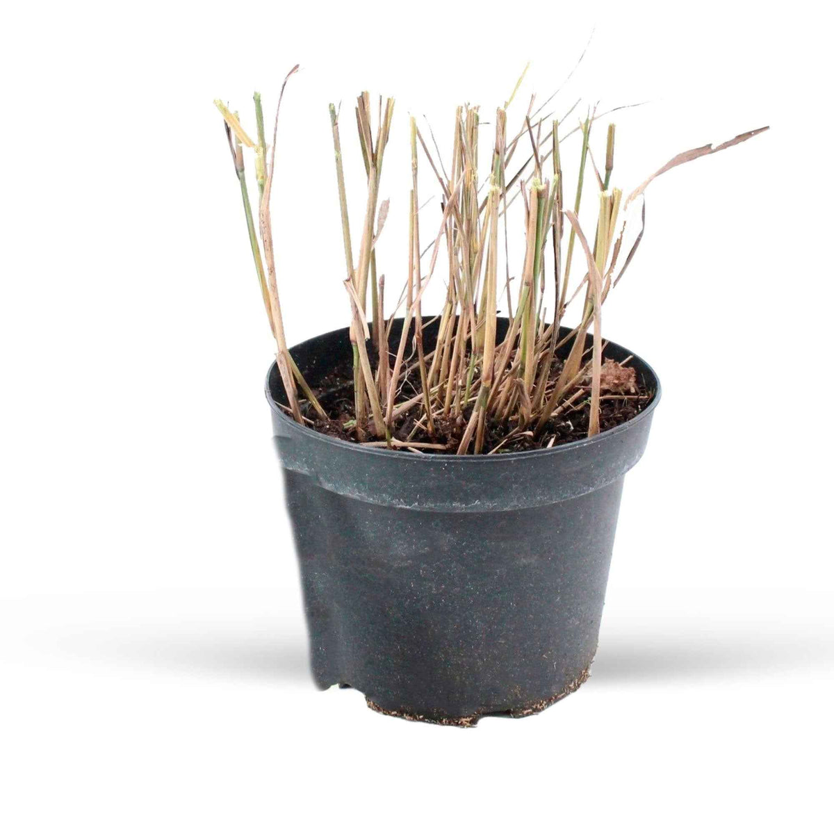 Pennisetum - Pennisetum 'Flamingo' - Pennisetum orientale flamingo