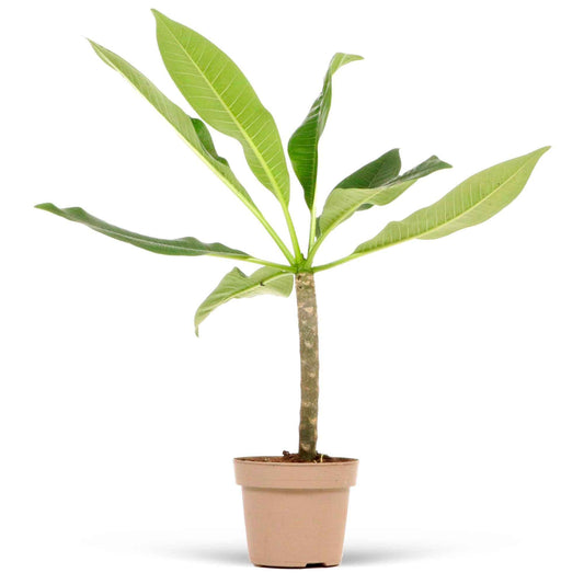 Frangipanier rouge 'Jazz' - Bakker