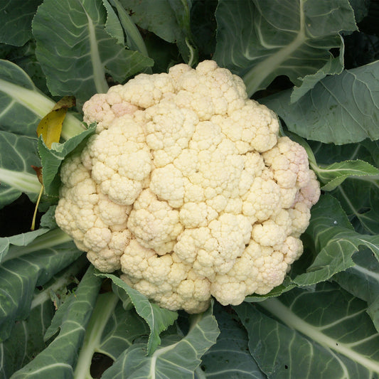 Chou-fleur Merveille de toutes saisons - Bakker