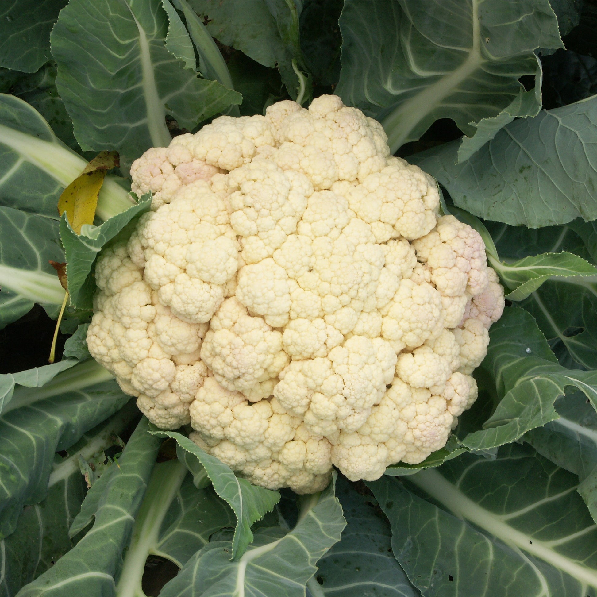 Bakker - Chou-fleur Merveille de toutes saisons - Brassica oleracea botrytis merveille de toutes saisons - Graines