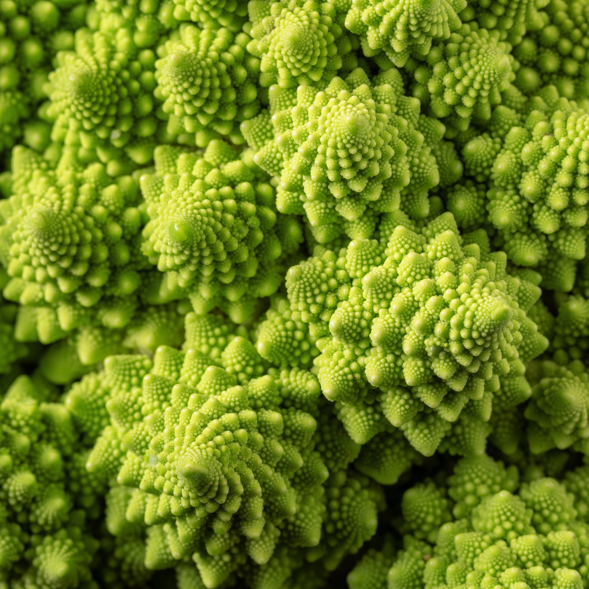 Graines de choux - Chou brocoli Romanesco - Brassica oleracea botrytis romanesco