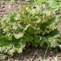 Laitue pommée De Trémont - Lactuca sativa de trémont (passion rosée) - Bakker