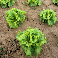Vente Collection de salades - Coll. 7 mois de salades (reine mai, lollo rossa, coeur plein, blond