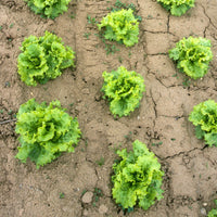 Collection de 3 salades Batavia - Lactuca sativa Blonde de Paris, Rouge grenobloise, Dorée de printemps - Bakker