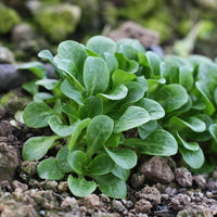 Bakker - Mâche Verte d'Etampes - Valerianella locusta verte d'etampes - Graines de fruits et légumes