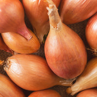 Vente Collection d'Oignons : Hâtif Paris, Vertus, Brunswick, Zebrune - Collection de 4 oignons (hâtif paris, vertus, brunswick, zebrune)