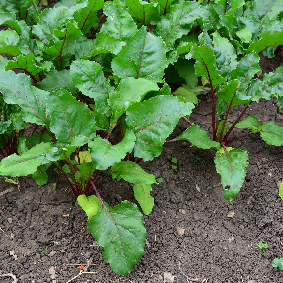Beta vulgaris Noire d'Egypte - Betterave noire d'Egypte - Graines de betteraves
