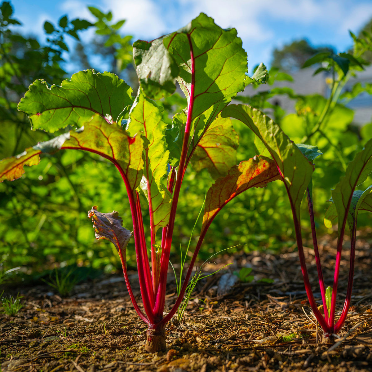 Betterave noire d'Egypte - Beta vulgaris Noire d'Egypte - Bakker