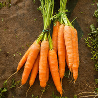 Graines de carottes - Collection de carottes : Nantaise, Carentan, Colmar - Collection de carottes: 40g Nantaise, 5gCarentan, 5 g Colmar