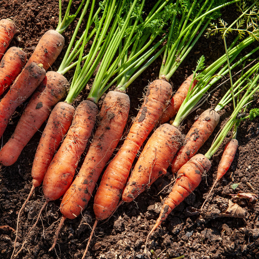 Carotte demi-longue De Carentan - Bakker
