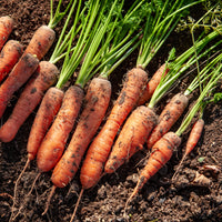 Collection de carottes: 40g Nantaise, 5gCarentan, 5 g Colmar - Collection de carottes : Nantaise, Carentan, Colmar - Graines de carottes