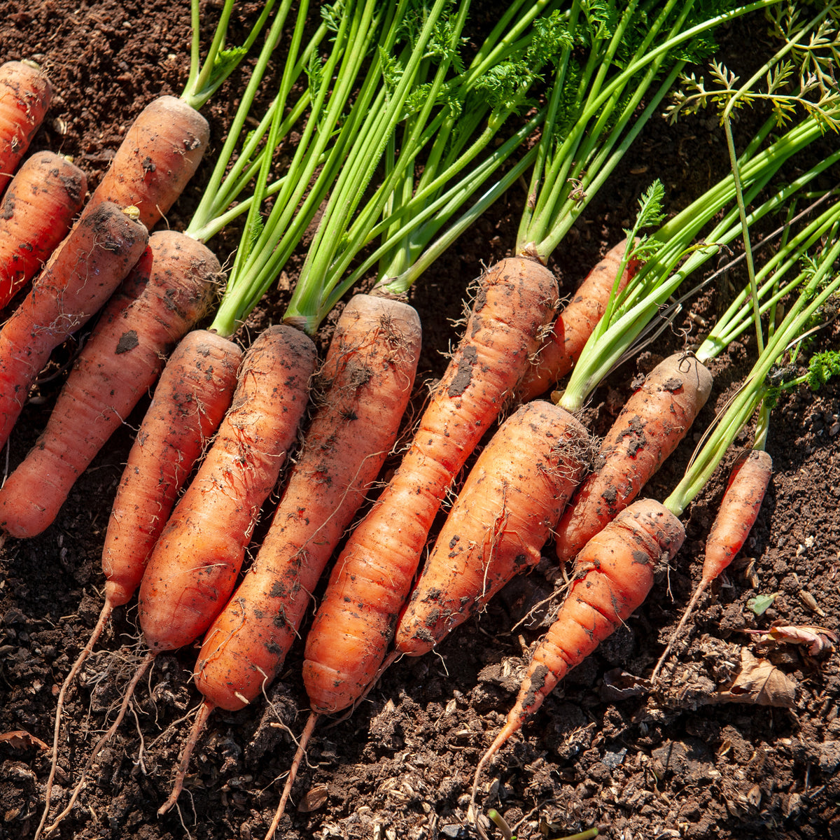Collection de carottes: 40g Nantaise, 5gCarentan, 5 g Colmar - Collection de carottes : Nantaise, Carentan, Colmar - Graines de carottes
