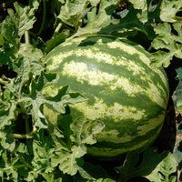 Pastèque 'Crimson Sweet' - Citrullus lanatus Crimson Sweet - Bakker