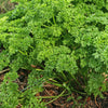 Bakker - Persil frisé Bravour - Petroselinum crispum  bravour - Herbes Aromatiques