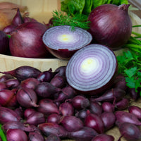 Oignon Red Baron - Allium cepa red baron - Bakker