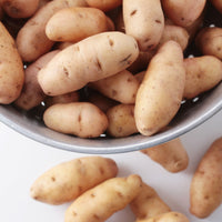 25 Pommes de terre Corne de Gatte - Pink fir Apple - Solanum tuberosum corne de gatte (pinkfir apple) - Bakker