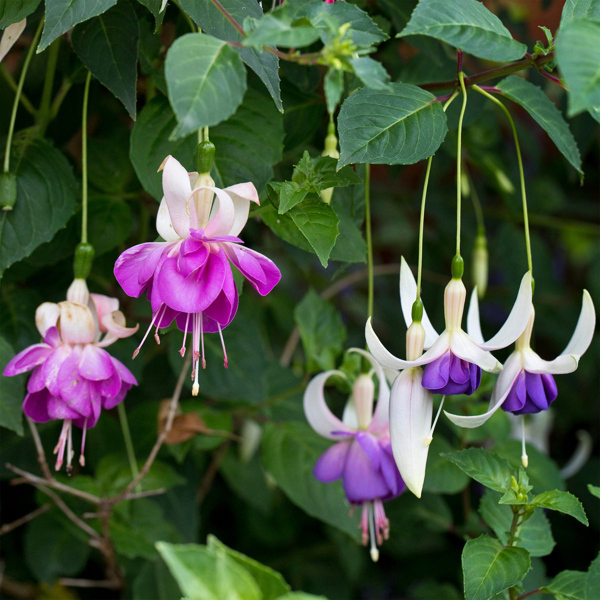 3 Fuchsias résistants au gel Blue Sarah - Bakker