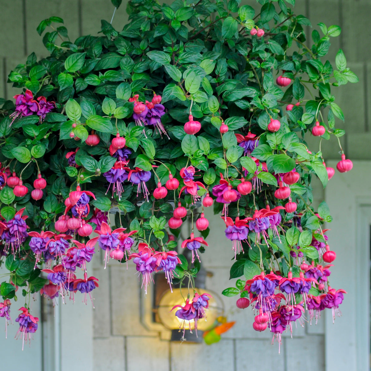 3 Fuchsias retombants Dark Eyes - Bakker