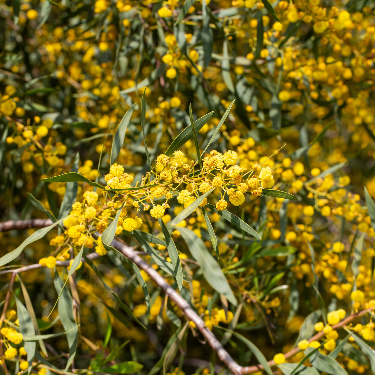 Mimosa des 4 saisons - Acacia retinodes - Bakker