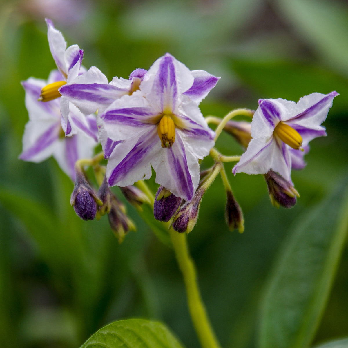 Solanum muricatum - Poire-melon - Fruitiers pour la terrasse