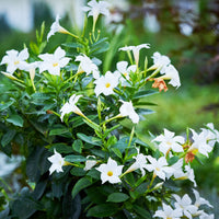 Jasmin du Chili - Mandevilla - 3 Jasmins du Brésil - Dipladenia en mélange - Dipladenia