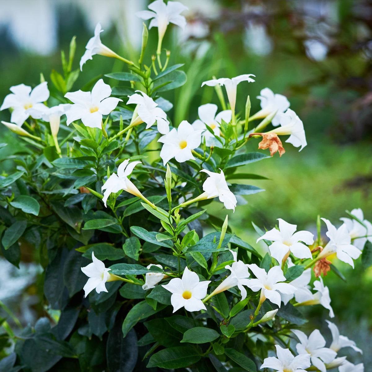 Jasmin du Chili - Mandevilla - 3 Jasmins du Brésil - Dipladenia en mélange - Dipladenia