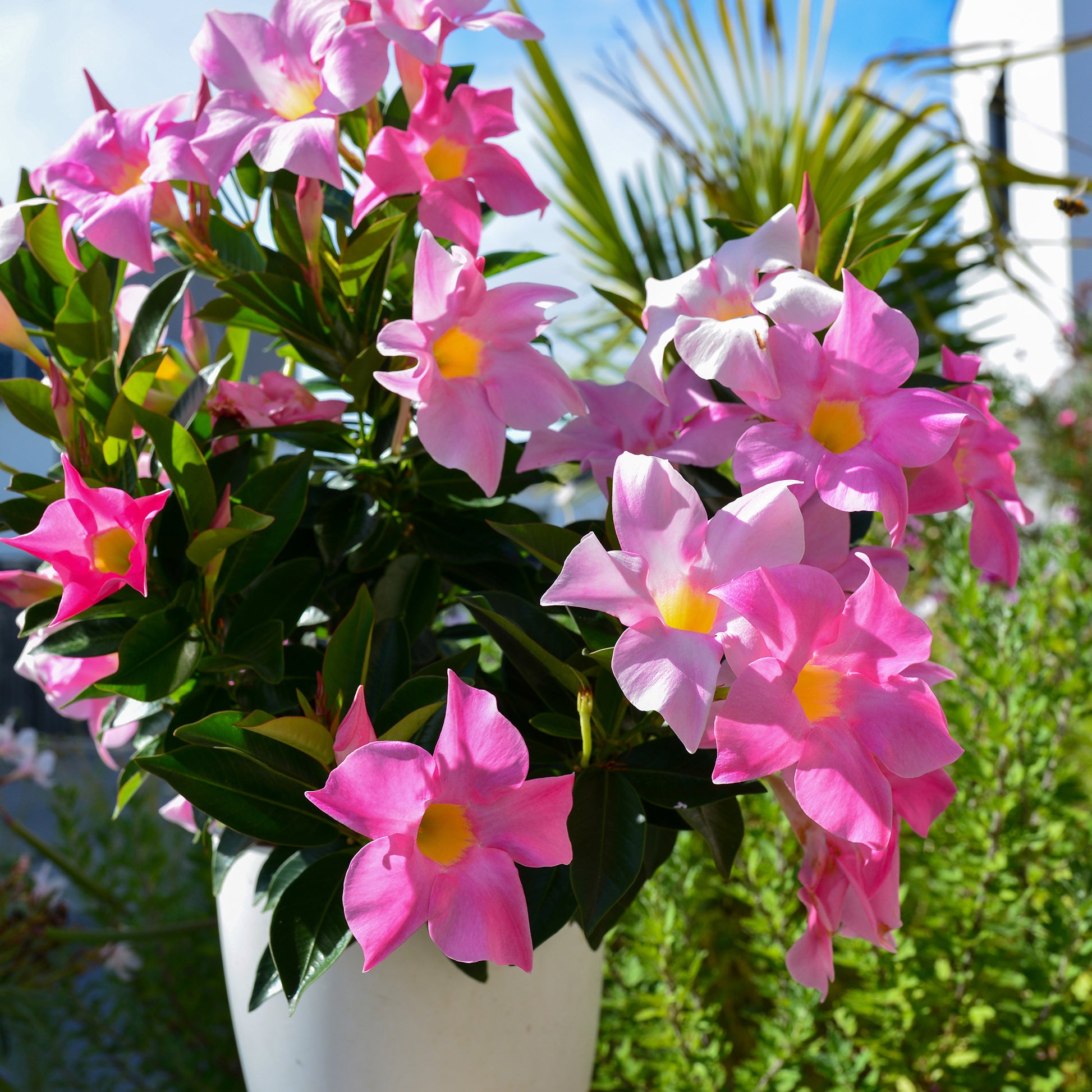 Jasmin du Chili Mandevilla - Arbustes grimpants