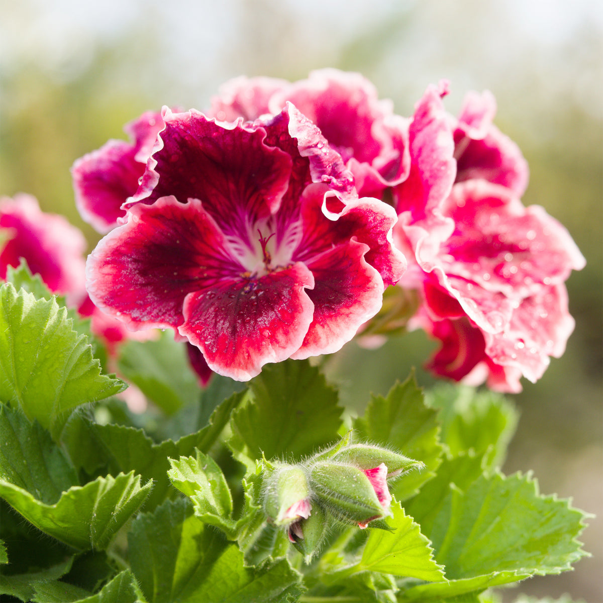 Pelargonium pansy - 3 Géraniums parfumés Pansy - Géranium - Pélargonium