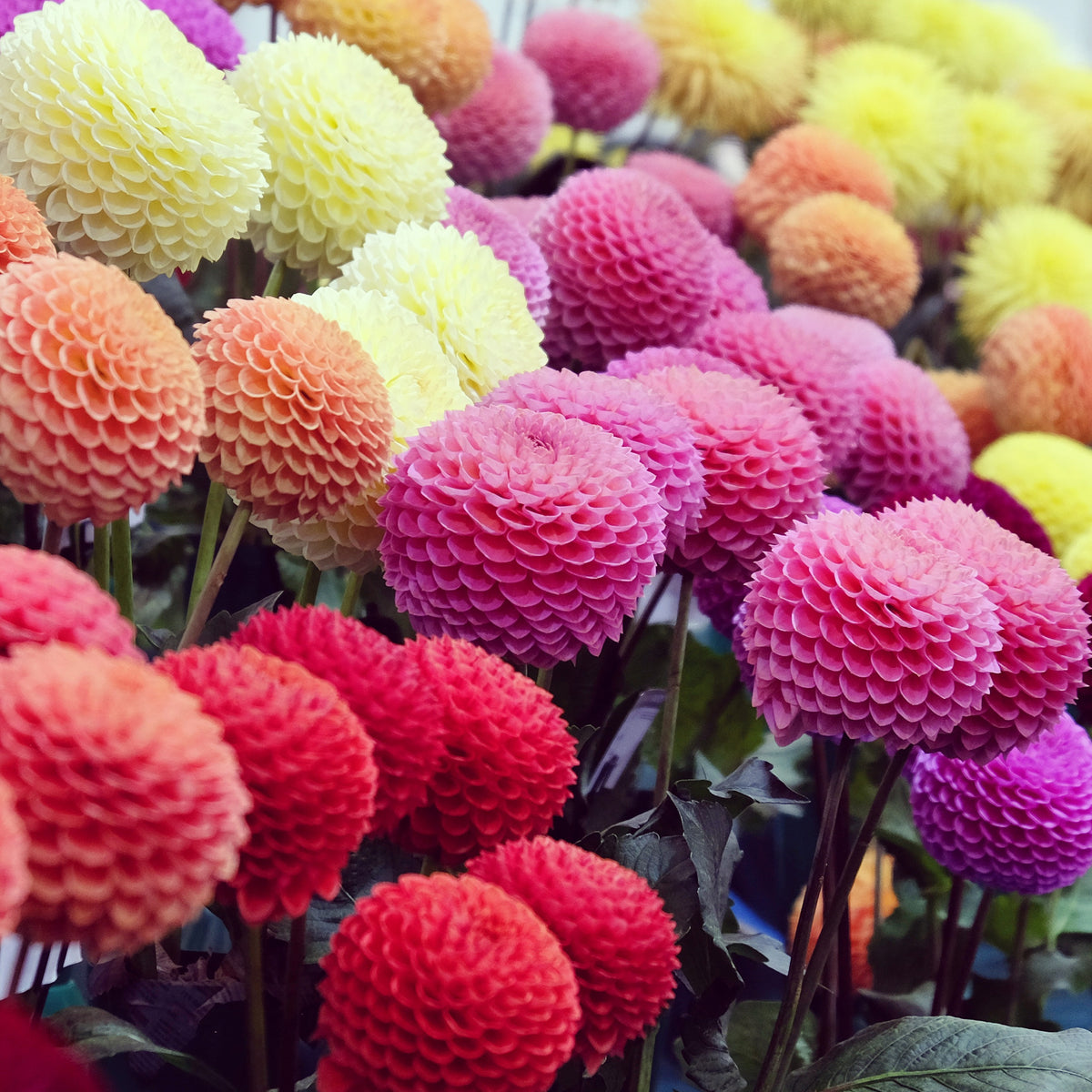 5 Dahlias pompons colorés en mélange - Dahlia - Bakker