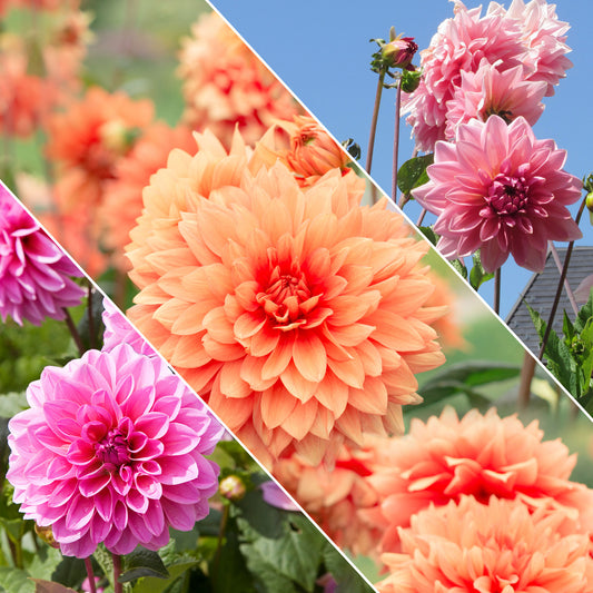 Dahlia nain décoratif en mélange - Bakker