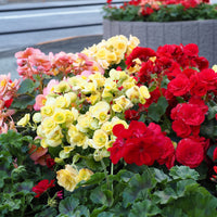 Bulbes d'été - Collection Massif d'été fleuri - 45 bulbes - Superficie env. 1,5 m² - Gladiolus, Begonia, Iris, Liatris, Crocosmia, Lilium, Dahlia