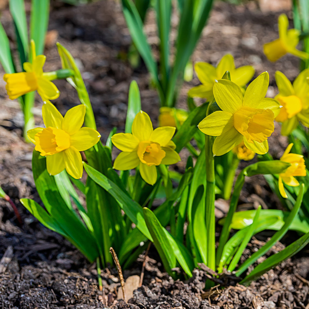 10 Mini-narcisses Tête à Tête - Narcissus cyclamineus Tête à Tête - Bakker