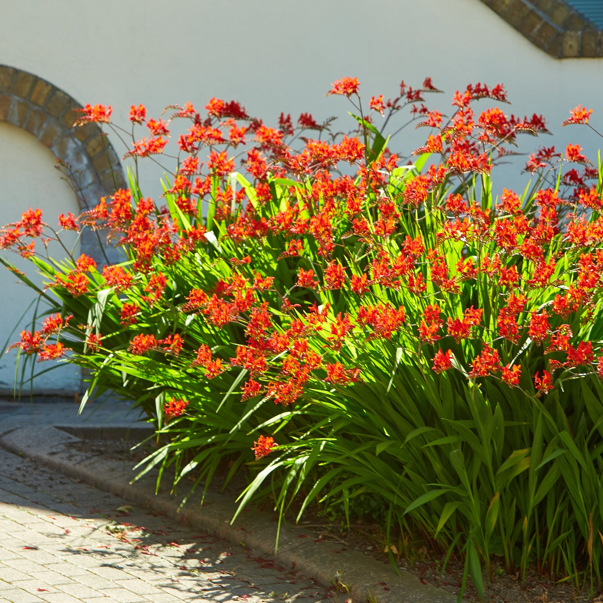 Vente 15 Crocosmias rouges