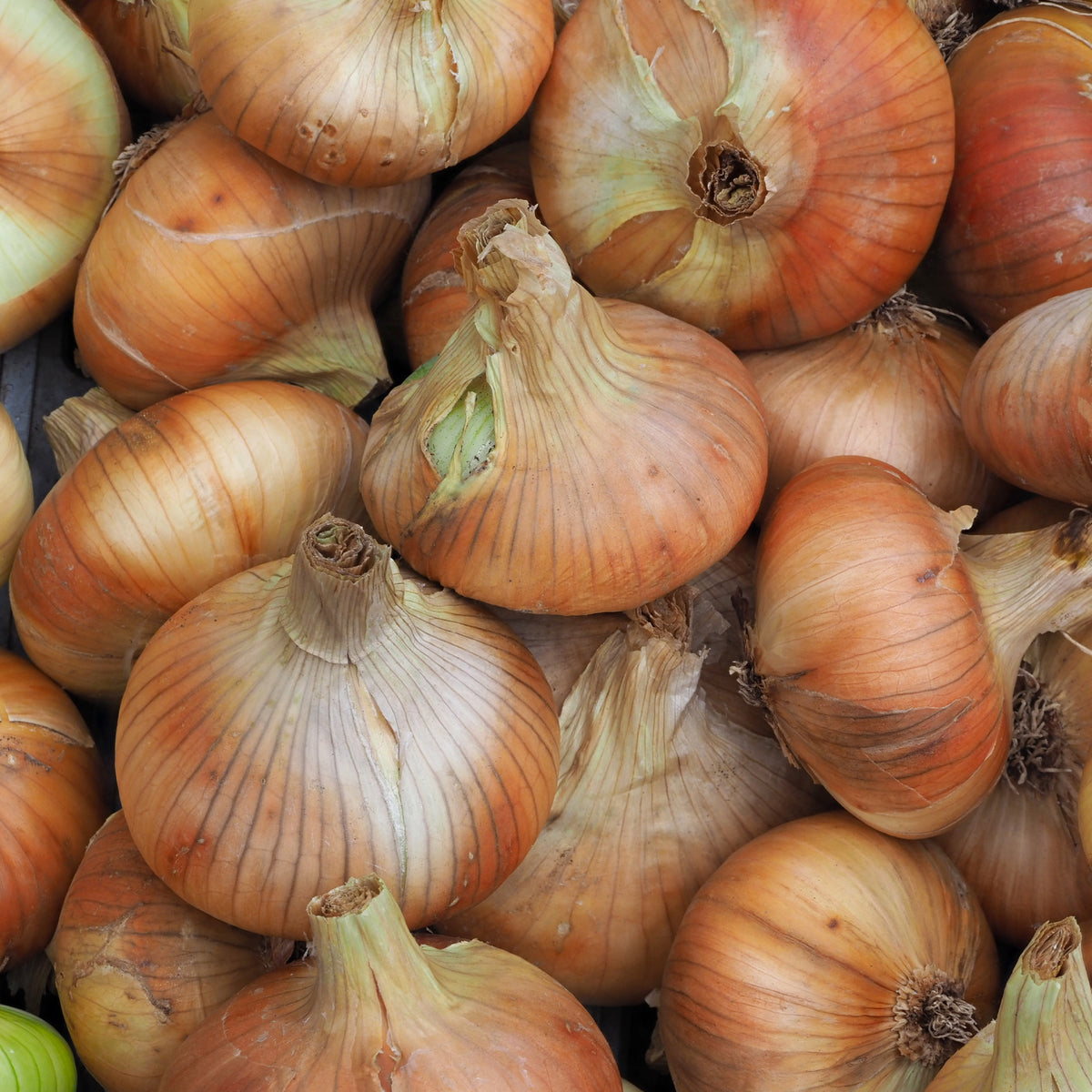 Collection de 3 Oignons: Snowball, Stuttgart, Brunswick - Allium cepa snowball, stuttgart, brunswick - Bakker