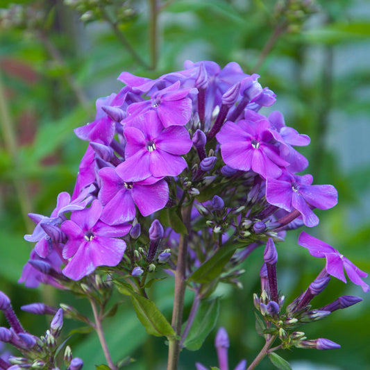 Phlox paniculata Amethyst