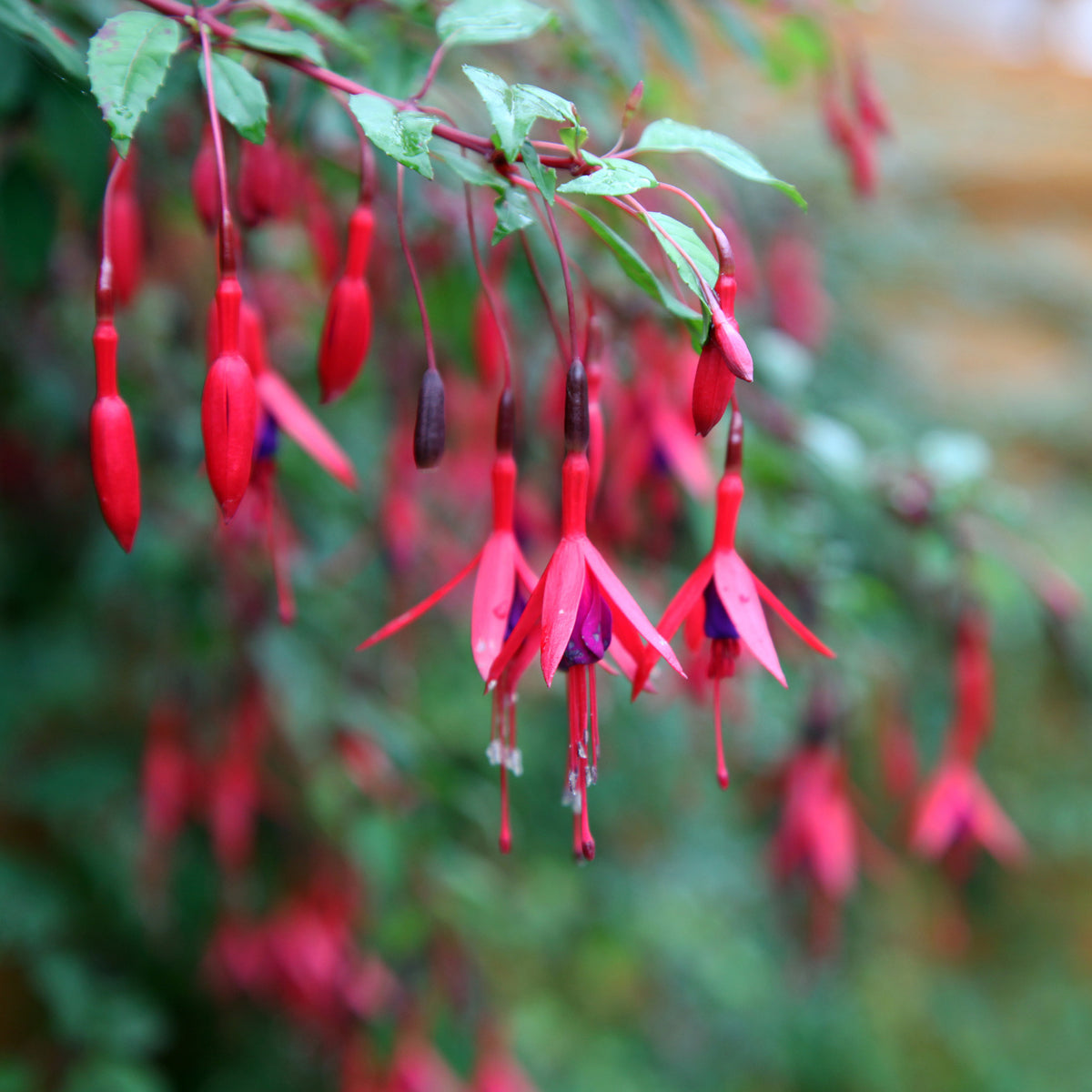 Fuchsia - 6 Fuchsias rustiques en mélange - Fuchsia Mme Cornelissen,  Brilliant