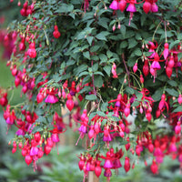 Vente 6 Fuchsias rustiques en mélange - Fuchsia Mme Cornelissen,  Brilliant