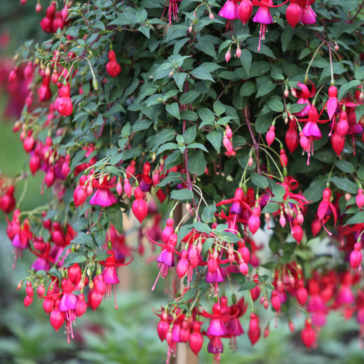 Vente 6 Fuchsias rustiques en mélange - Fuchsia Mme Cornelissen,  Brilliant