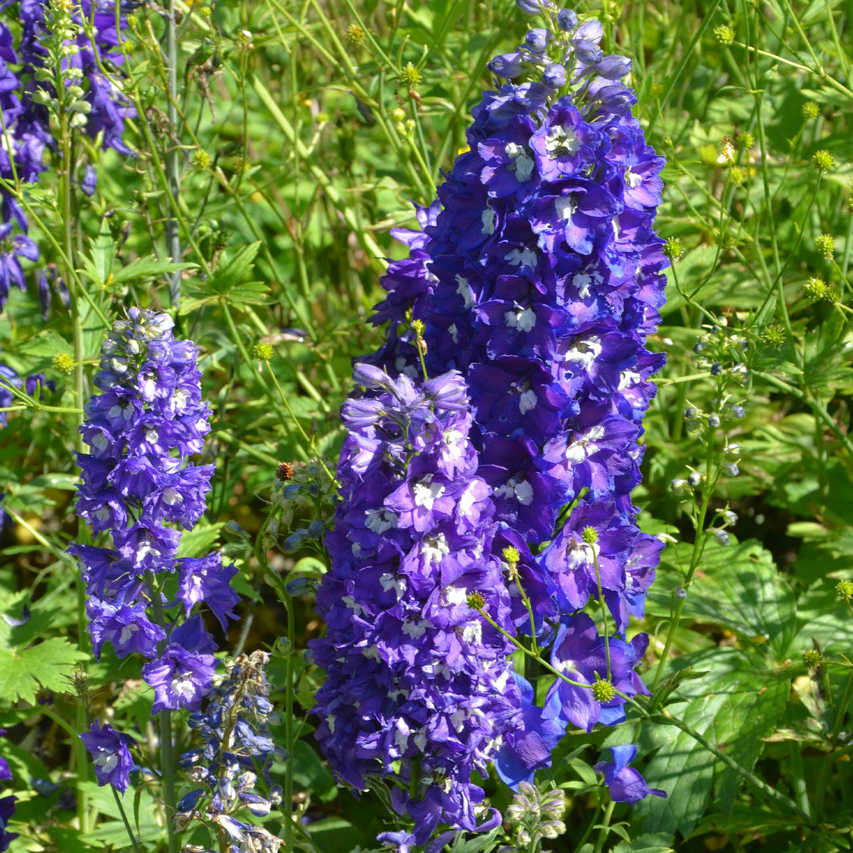 Pack bordure fleurie - Massif de 50 plantes vivaces assorties - Superficie environ 6 m² - Delphinium, Phlox, Liatris, Gypsophila, Rudbeckia, Physostegia, Astilbe, Achillea