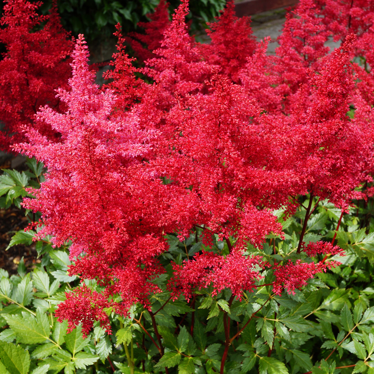 Massif de 50 plantes vivaces assorties - Superficie environ 6 m² - Pack bordure fleurie - Bakker