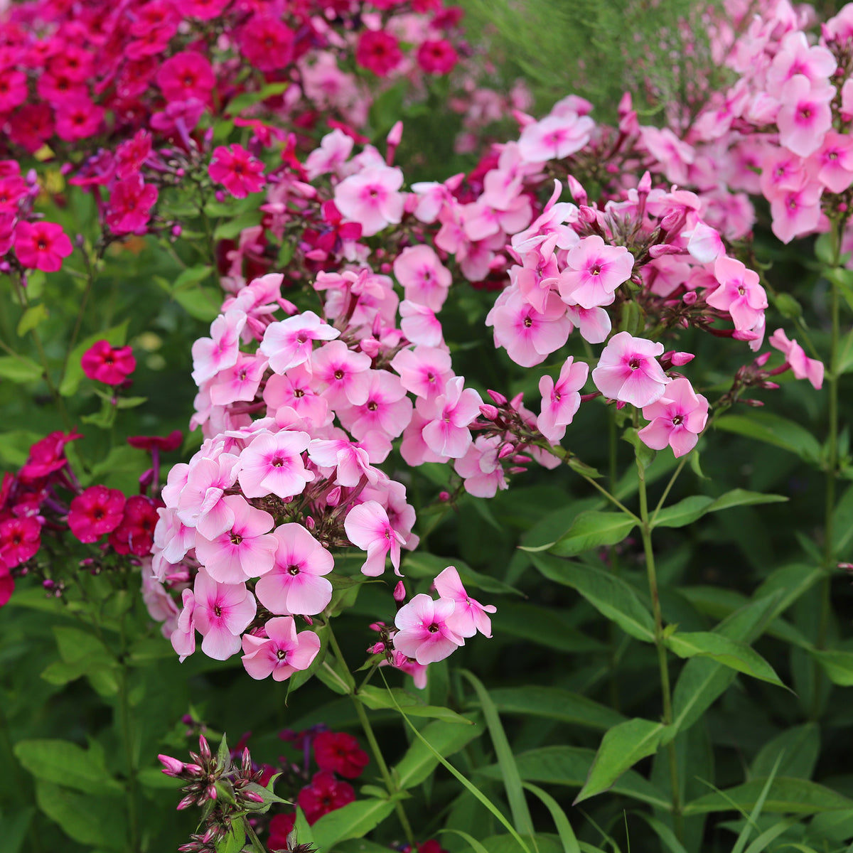 Vente Massif de 50 plantes vivaces assorties - Superficie environ 6 m² - Pack bordure fleurie