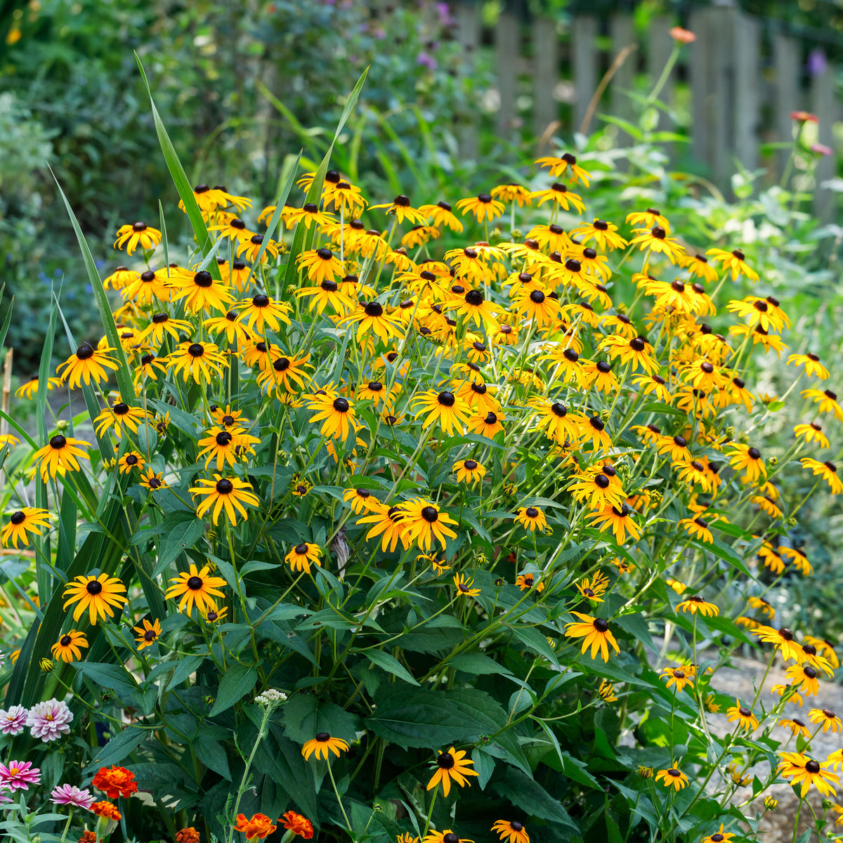 Vente Pack bordure fleurie - Massif de 50 plantes vivaces assorties - Superficie environ 6 m²