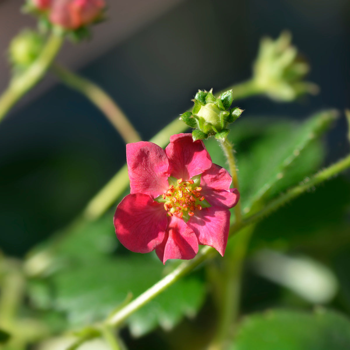 Vente 3 Fraisiers remontants à fleurs roses Toscana - Fragaria x ananassa toscana