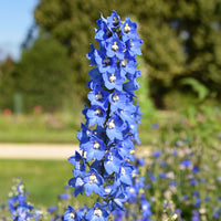 5 Delphiniums Ciel Bleu - Delphinium ciel bleu - Bakker