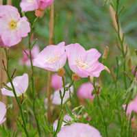 2 Oenothères roses Siskiyou Pink - Bakker