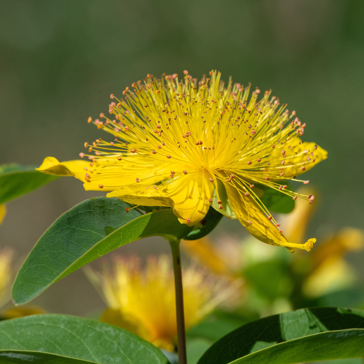 Plantes vivaces - 5 Millepertuis - Hypericum calycinum