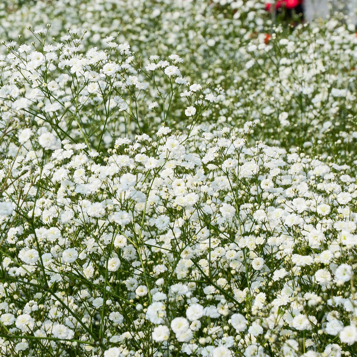 Vente Massif de 50 plantes vivaces assorties - Superficie environ 6 m²