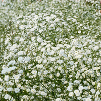 Collection de 11 plantes vivaces pour massifs champêtres - Vivaces fleuries - Bakker